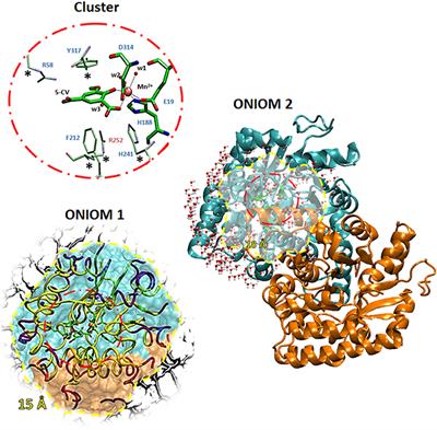 QM Cluster or QM/MM in Computational Enzymology: The Test Case of LigW-Decarboxylase